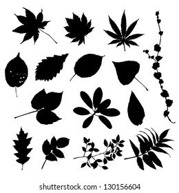 Leaves silhouettes