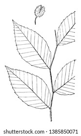 Leaves - simple alternate edge sharp-toothed, with small and remote teeth. Outline - oval or egg-shape. Apex - taper-pointed. Base - rounded, vintage line drawing or engraving illustration.