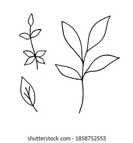 Leaves simple outline vector minimalist concept illustration, thin line hand drawn floral branch, element for invitations, greeting cards, booklet design