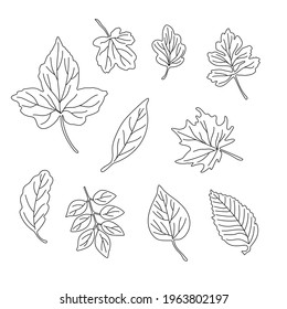Leaves simple vector minimalist concept outline illustration, thin line hand drawn natural floral elements set, element for invitations, greeting cards, booklet design