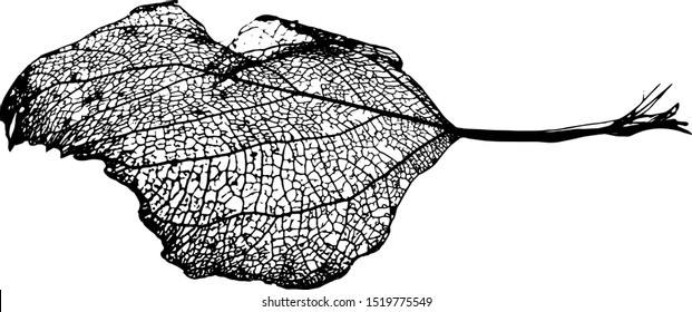 Leaves skeletons made in vector on a white background. Fallen foliage for autumn designs. Black and White. Vector illustration.