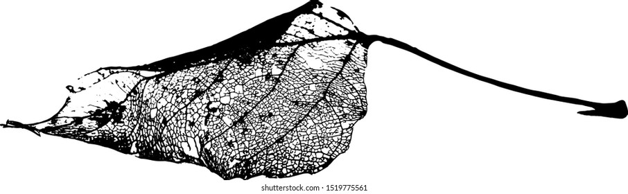 Leaves skeletons made in vector on a white background. Fallen foliage for autumn designs. Black and White. Vector illustration.