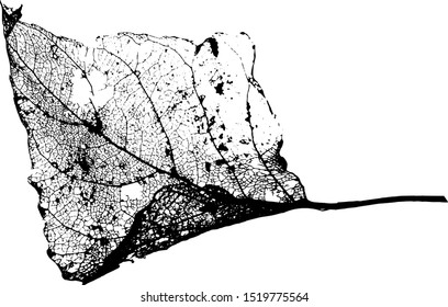Leaves skeletons made in vector on a white background. Fallen foliage for autumn designs. Black and White. Vector illustration.