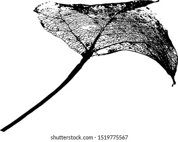 Leaves skeletons made in vector on a white background. Fallen foliage for autumn designs. Black and White. Vector illustration.