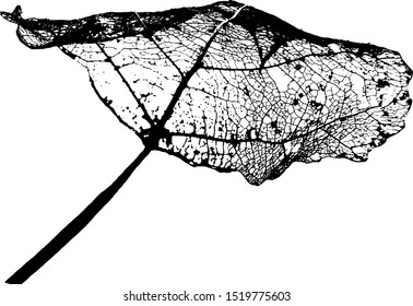 Leaves skeletons made in vector on a white background. Fallen foliage for autumn designs. Black and White. Vector illustration.