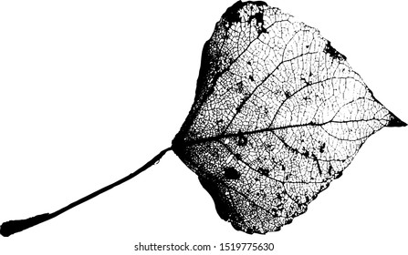 Leaves skeletons made in vector on a white background. Fallen foliage for autumn designs. Black and White. Vector illustration.