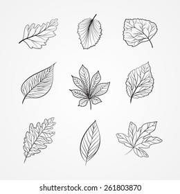 leaves sketch - collection