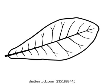 Leaves Sketch Line Art Illustration