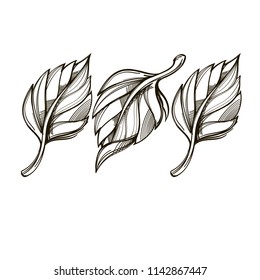 Leaves in sketch style. Decorative plant element for greeting cards, invitations and much more. Vector illustration isolated on white background.