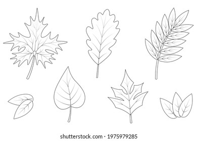 Leaves. Sketch. Vector illustration collection. Set of leaves of maple, poplar, rowan, oak and grapes. Coloring book for children. The foliage of the tree is streaked. Doodle style. 