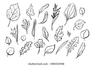 Leaves sketches set. Hand-drawn herbs isolated on white background. Doodle plants collection. Nature, gardening, forest, summer, autumn signs. Leaf of different shapes. Vector botanical illustration