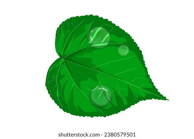 leaves and some dew drops on it,no background