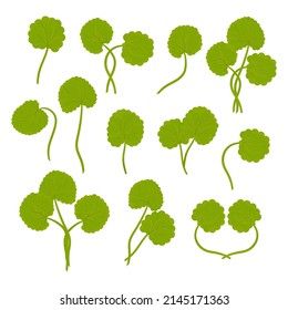 Leaves, stem of Gotu kola. Centella asiatica. A color vector set on a white background.