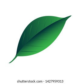 The leaves are still a medium of beautiful nature.