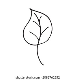 Leaves in the style of doodles. Vector design elements of a black line drawn by hand. Leaves of various plants, flowers and trees. Vector illustration.