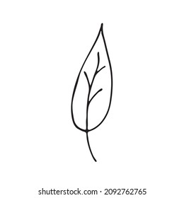Leaves in the style of doodles. Vector design elements of a black line drawn by hand. Leaves of various plants, flowers and trees. Vector illustration.