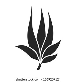 Leaves of sugarcane vector icon.Black vector icon isolated on white background leaves of sugarcane .