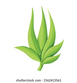 Leaves of sugarcane vector icon.Cartoon vector icon isolated on white background leaves of sugarcane .