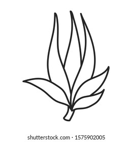 Leaves of sugarcane vector icon.Line vector icon isolated on white background leaves of sugarcane .
