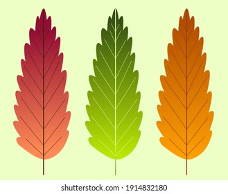 Leaves of three colors, set. Color vector illustration.