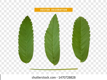 Leaves from the tree. set of realistic simple petals and leaves. Vector illustration