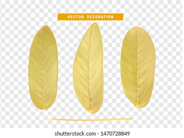 Leaves from the tree. set of realistic simple petals and leaves. Vector illustration