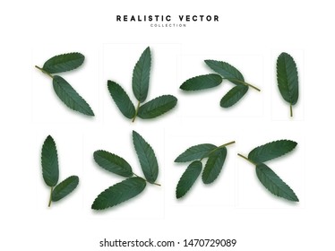 Leaves from the tree. set of realistic simple petals and leaves. Vector illustration