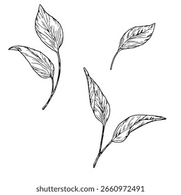 Hojas de un árbol, un conjunto de siluetas, un boceto en blanco y negro. Ilustración vectorial. Las hojas de flores y arbustos están aislados sobre un fondo blanco. El tema del verano, primavera, Pascua, 