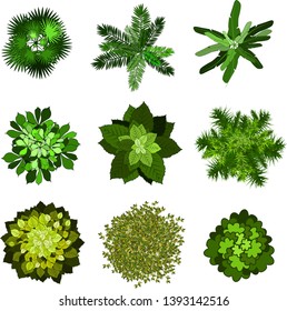 leaves of trees on a white background top view, elements of landscape design