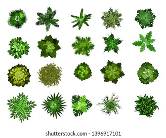 leaves of trees on a white background top view, elements of landscape design