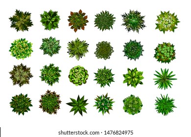 leaves of trees on a white background top view, elements of landscape design