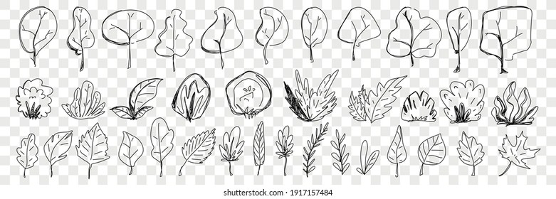 Leaves from trees and plants doodle set