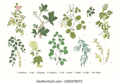 Leaves of the trees. Set. Vector vintage illustration. 