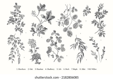 Leaves of the trees. Set. Vector vintage illustration. Black and white 