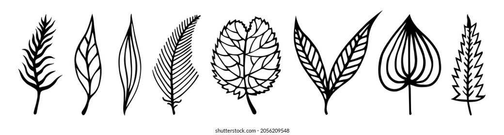 Leaves of trees vector set. Hand-drawn doodles. Black silhouettes of veined leaves. Monochrome natural concept for decoration, card design, eco cosmetics, packaging, textiles, printing.