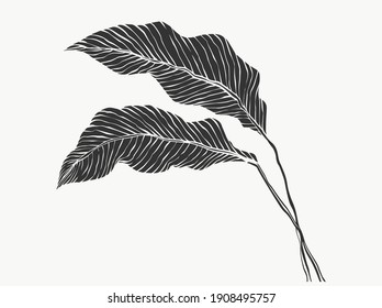 Leaves and tropical line foliage isolated on white background. vector illustrations design.