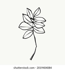 Leaves and tropical line foliage isolated on white background. vector design.