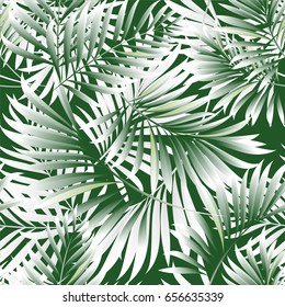 Leaves of a tropical palm tree.