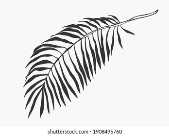 Leaves and tropical palm tree line foliage isolated on white background. vector illustrations design.