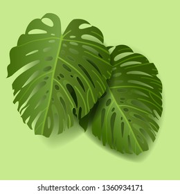 leaves of Tropical plant monstera. Vector summer decorative botanical illustrations