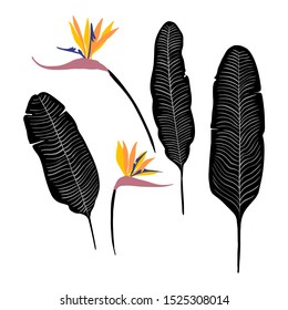 Leaves of tropical plants. Flower bird of paradise