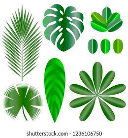 Leaves of tropical plants. Isolated items. Monstera, ficus, palm tree Schefflera
