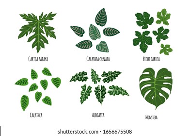 Leaves of tropical plants on a white background. Green jungle. Papeya, calathea, ficus carica, alocasia, monstera