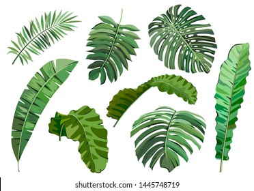 leaves of tropical plants. set of color vector illustrations on white background