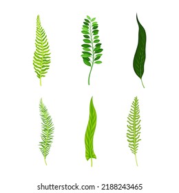 Leaves of tropical plants set. Green jungle palm leaves vector illustration