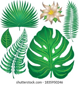 Leaves of tropical plants. Set of vector illustrations
