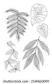 Hojas de plantas tropicales. Dibujo vectorial de flores y hojas.