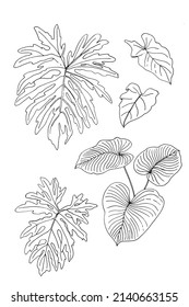 Leaves of tropical plants. Vector line drawing of flowers and leaves.