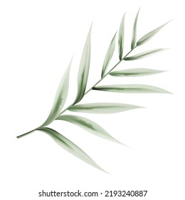 Leaves or twig of Eucalyptus plant.