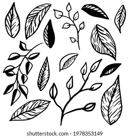 Leaves and twigs set in the style of doodle on an isolated white background. Collection of forest leaves and branches. Vector illustration.